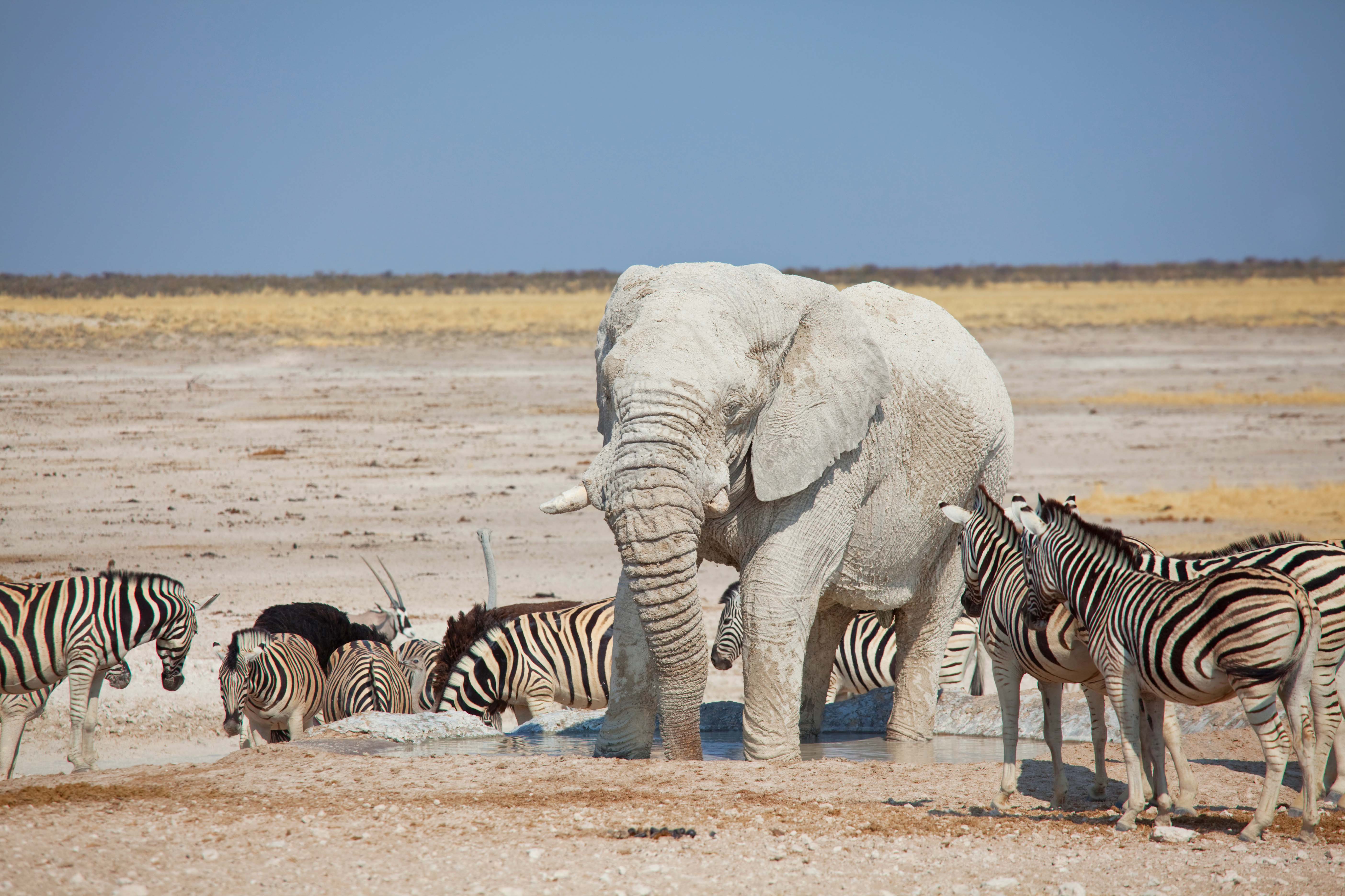 Explore Etosha National Park during a Luxury Safari in Namibia